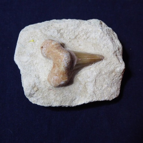 Sharks tooth fossil - sharks,