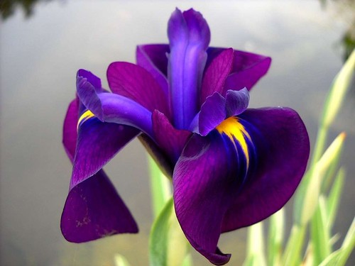 Iris ensata variegata - iris, 'variegata'