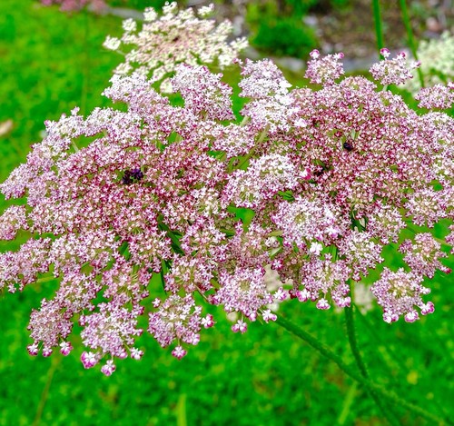 Wild carrot purple kisses - carrot,