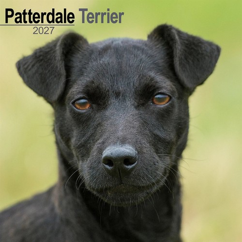 Patterdale terrier calendar - patterdale,