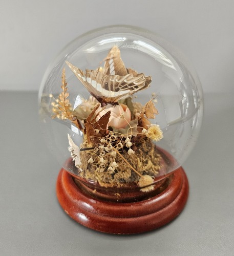 Butterfly taxidermy display - butterfly,