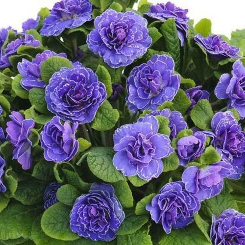 Primrose primula belarina - primula, belarina®