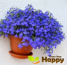LOBELIA - EMPEROR WILLIAM - 7000 SEEDS - Lobelia Erinus - CONTINUOUSLY FLOWERING