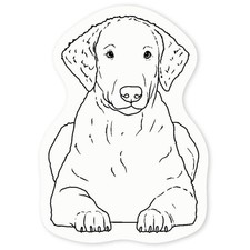 'Curly Coated Retriever' Clear