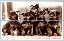 R758089 Australian Terrier Puppies Real Photographs Co Ltd R P Dogs No 19 Elliso