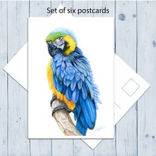 Blue and Gold Macaw Set of Six