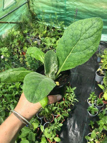 Mullein plants 9cm - 2,