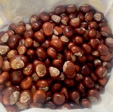 20 X Conkers (large) Horse Chestnut Spider Repellent (2025 crop) AVAILABLE NOW