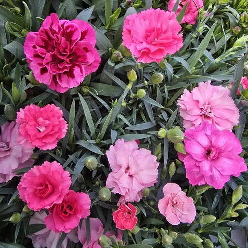 Dianthus oscar pack - 6,