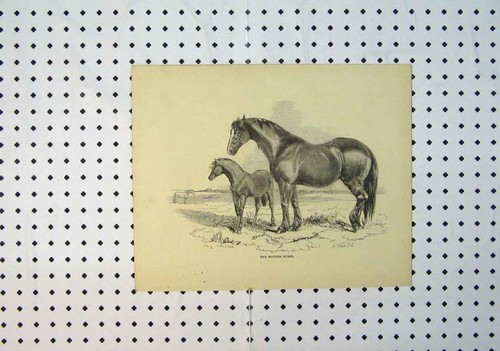 Original old antique - antique, print