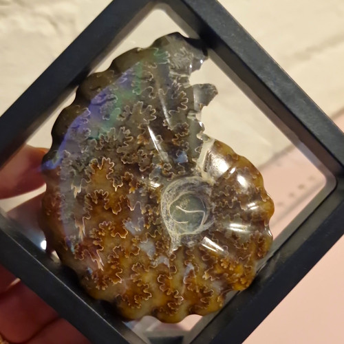 Polished natural ammonite - natural,