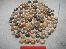  job lot of 100 Limpet sea shells,N Wales ,crafting,aquarium