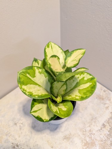 Variegated hoya australis - variegated,