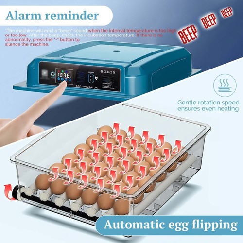 Eggs incubator without - eggs,