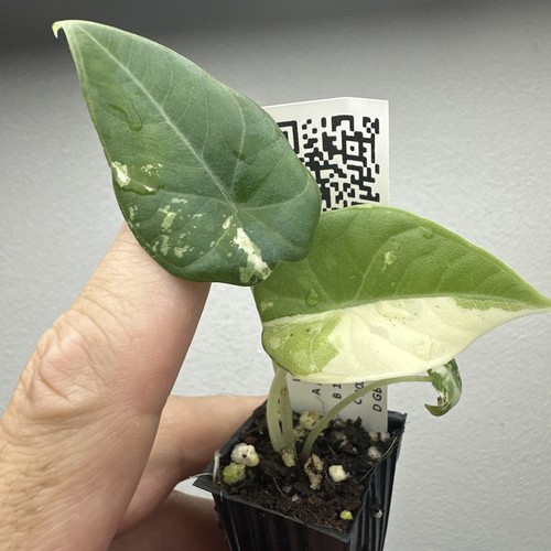 Alocasia maharani variegata - alocasia,