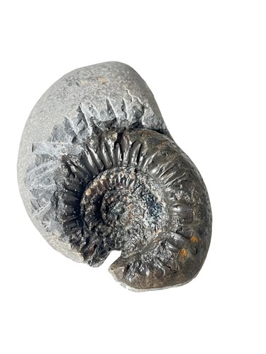 Whitby peronoceras fossil - whitby,
