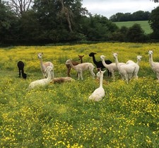 500g Raw Alpaca Fleece