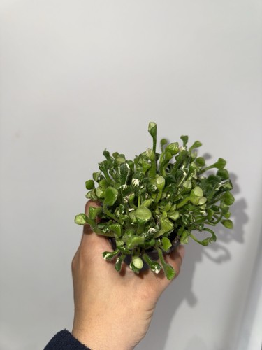 Rare variegated african - **rare,