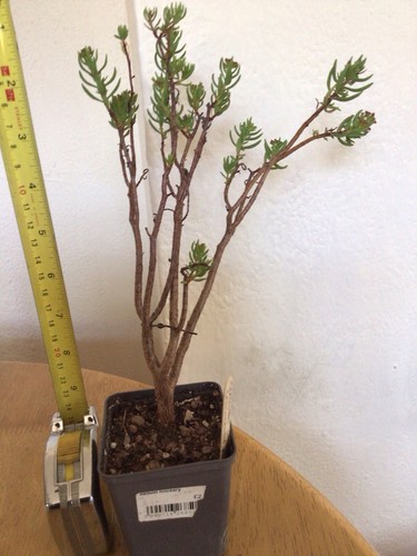 Crassula sarcocaulis - crassula,
