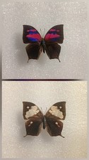 Fountainea nessus Butterfly