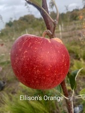 English grown APPLE TREES bare root 4ft November delivery