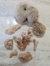 Natural coral specimen - coral,