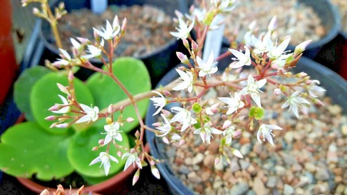 Crassula multicava the fairy - crassula,