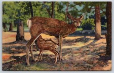 Postcard Deer And Fawn, Grand
