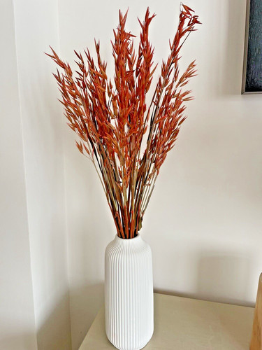 Dried flowers avena oats - avena,,