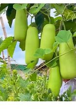 Large Bottle Gourd - Squash - 6 SEEDS - Climbing, lau, kalabash, bangla kodu  