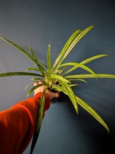 Aglaonema Zebra Feathers Rare Houseplant
