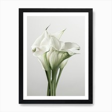 Calla Lily Art Print Framed Wall Art Poster Canvas Print Picture
