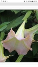 Brugmansia  Pink  Angel