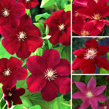 1 X CLEMATIS DARK RED COLOURED LARGE FLOWERING CLIMBER HARDY PLANT IN POT