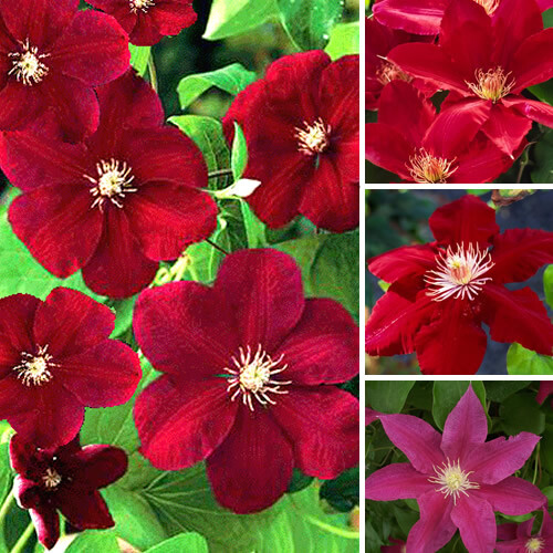 Clematis dark red coloured - red,