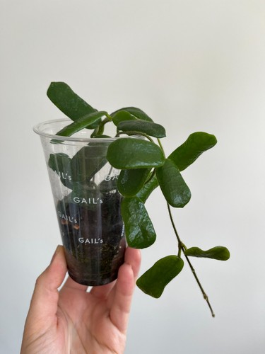 Hoya rotundiflora trailing - hoya,