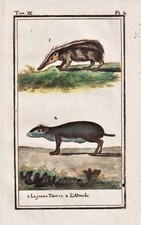 Tenrec Agouti Anrek Acouchis Engraving Copperplate Buffon 1780