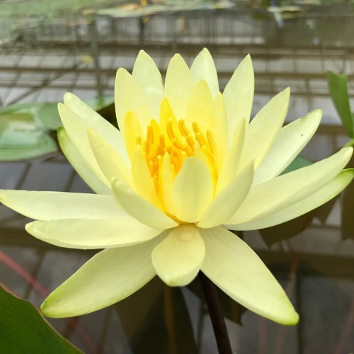 Nymphaea colonel welsh water - nymphaea, welsh"