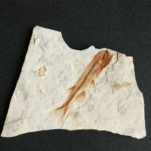China 150 million years - uk,