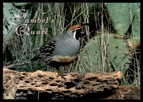 Postcard gambel quail a - quail,