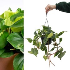 Philodendron scandens 'Brasil'