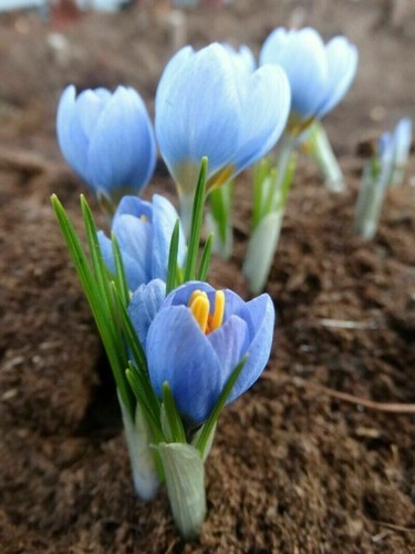 Crocus blue pearl bulbs - crocus,