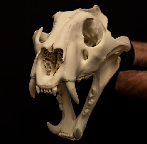 Life size bengal tiger - tiger, skull