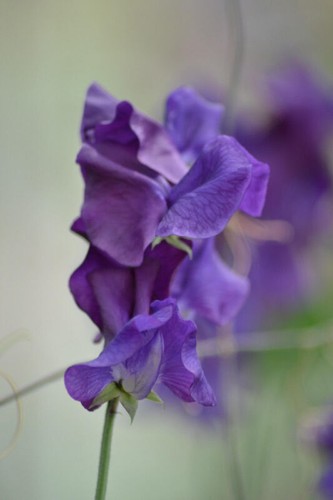 Sweet pea blue - sweet,