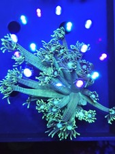 long green Goniopora Coral