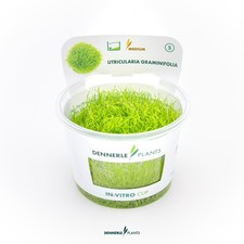 Dennerle Plants Utricularia graminifolia | Live Aquarium Carpet for Aquascapes