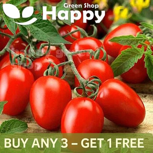 Vegetable tomato seeds roma - vegetable,