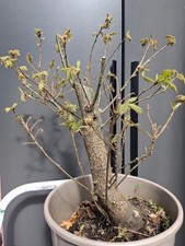 EXTRA LARGE Oak Bonsai Tree