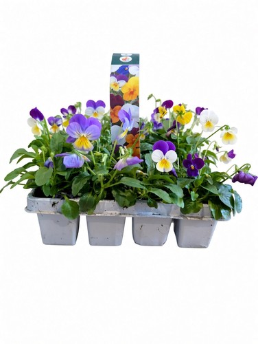 Pack viola plants - viola, mixed