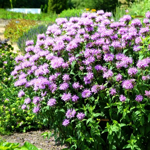Herb wild bergamot 1000 - wild,